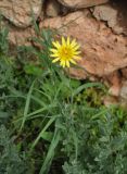 род Tragopogon. Цветущее растение. Армения, Вайоц Дзор, Нораванк. 11.05.2013.