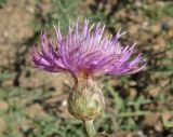 Centaurea odessana