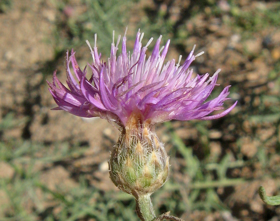 Изображение особи Centaurea odessana.