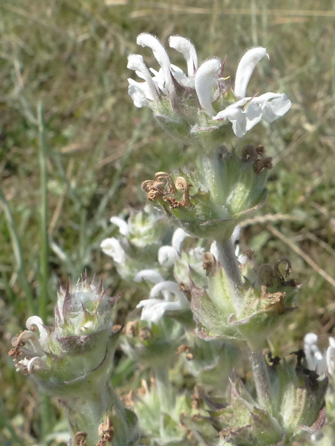 Image of Salvia aethiopis specimen.