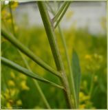 Sisymbrium volgense. Часть стебля. Чувашия, окрестности г. Шумерля, обочина дороги. 7 июня 2009 г.