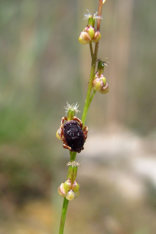 Image of Triglochin palustris specimen.