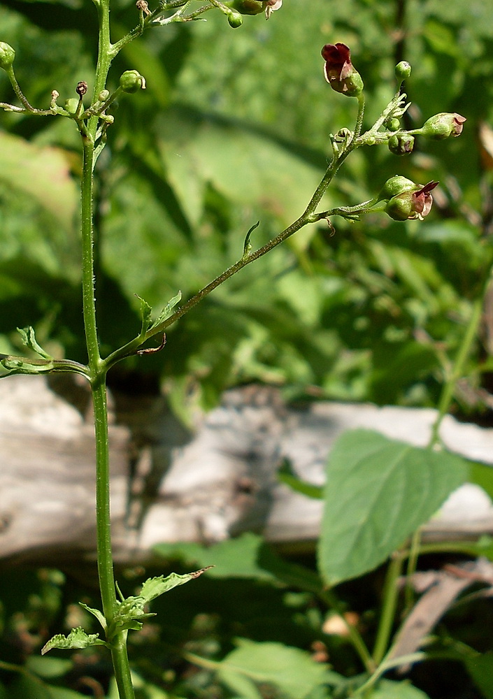 Изображение особи Scrophularia nodosa.