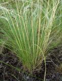 Stipa dasyphylla