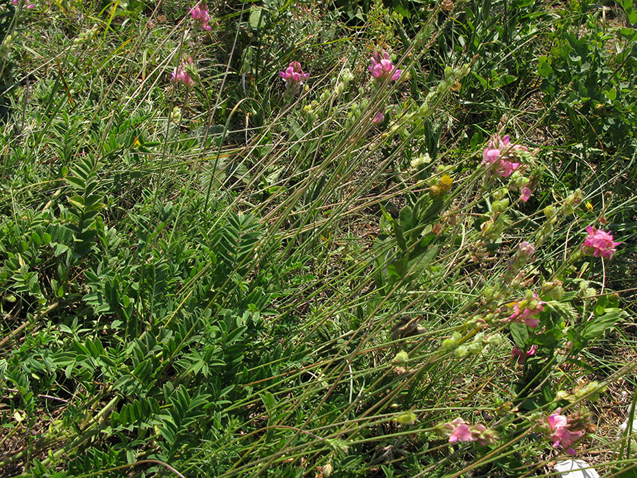 Image of Onobrychis arenaria specimen.