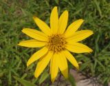 genus Helianthus