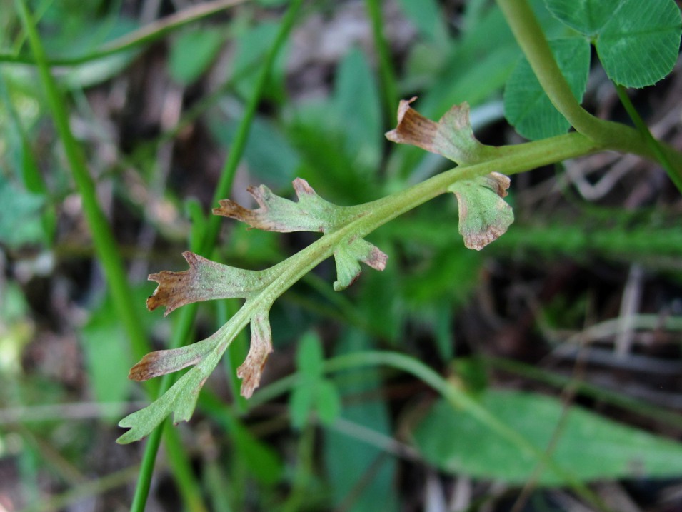 Изображение особи Botrychium matricariifolium.