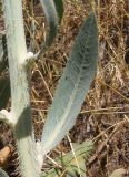 Chondrilla latifolia