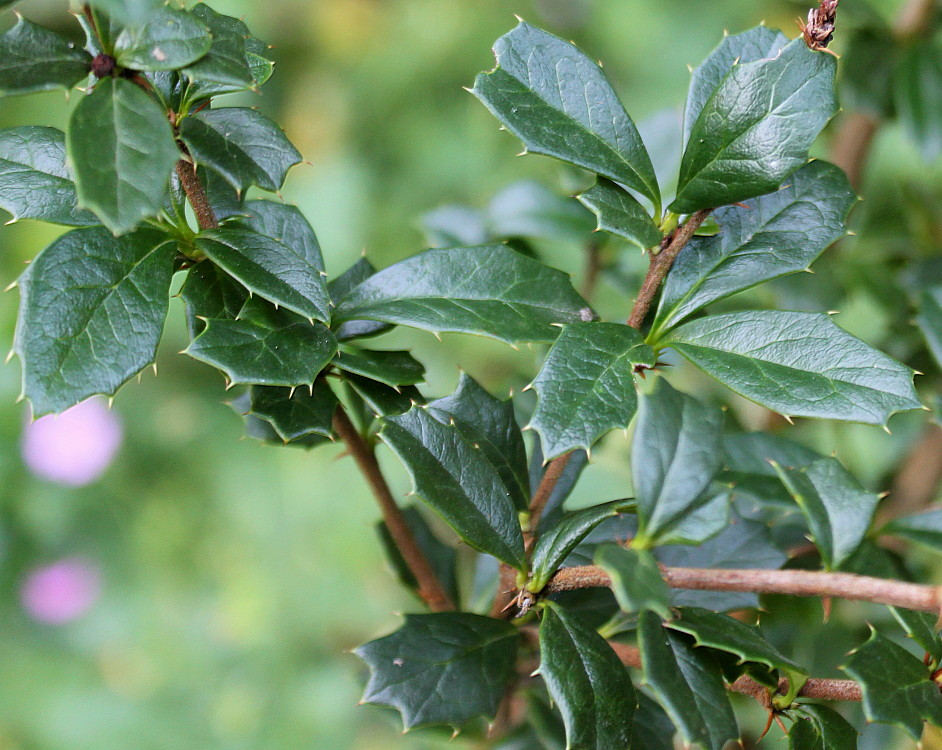 Изображение особи Berberis darwinii.