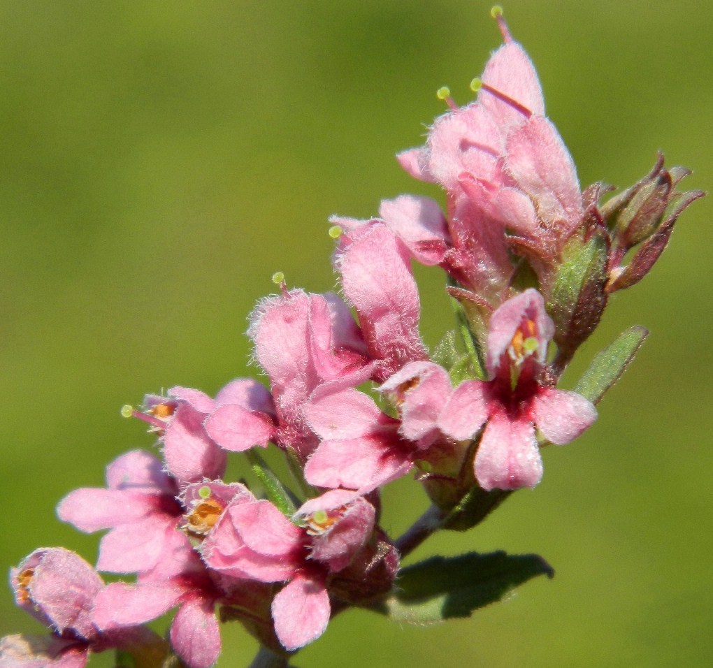 Изображение особи Odontites vulgaris.