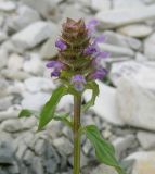 Prunella vulgaris. Верхушка цветущего растения. Черноморское побережье Кавказа, щель Прасковеевская, русло реки Джанхот, на гальке. 24.08.2013.