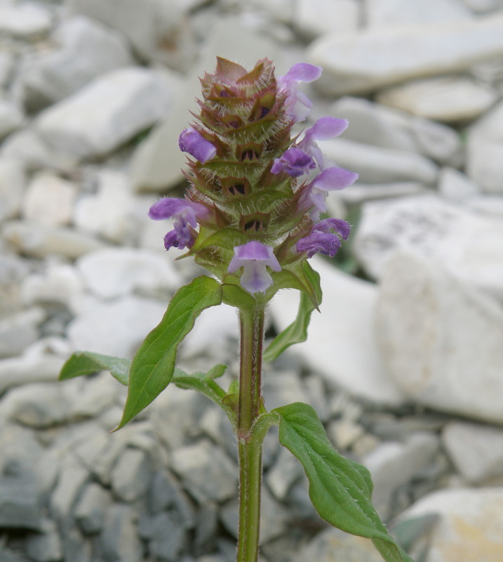 Изображение особи Prunella vulgaris.