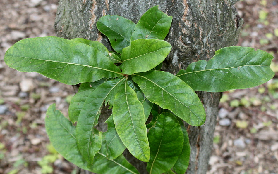 Изображение особи Quercus imbricaria.