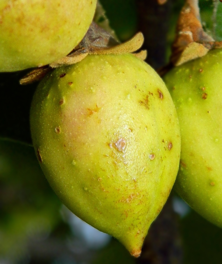 Image of Paulownia tomentosa specimen.