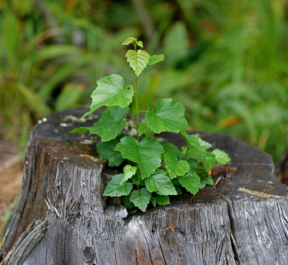 Image of Betula pendula specimen.