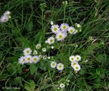 Erigeron annuus ssp. lilacinus