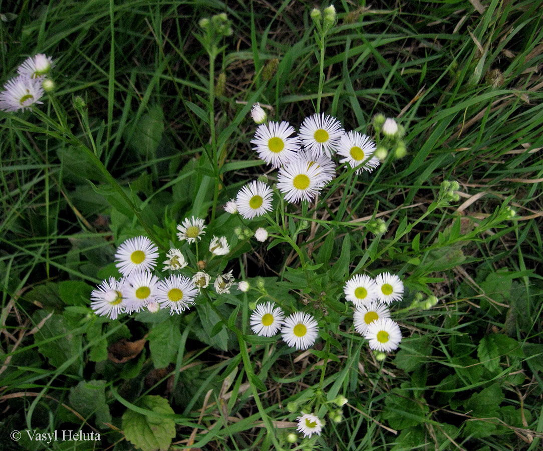 Изображение особи Erigeron annuus ssp. lilacinus.