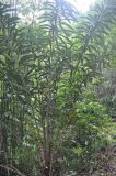 Salacca wallichiana. Вегетирующее растение. Таиланд, национальный парк Си Пханг-нга. 20.06.2013.
