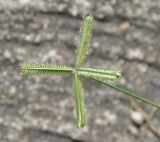 Dactyloctenium aegyptium. Соцветие. Таиланд, остров Тао. 27.06.2013.