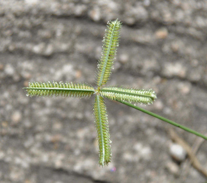 Изображение особи Dactyloctenium aegyptium.