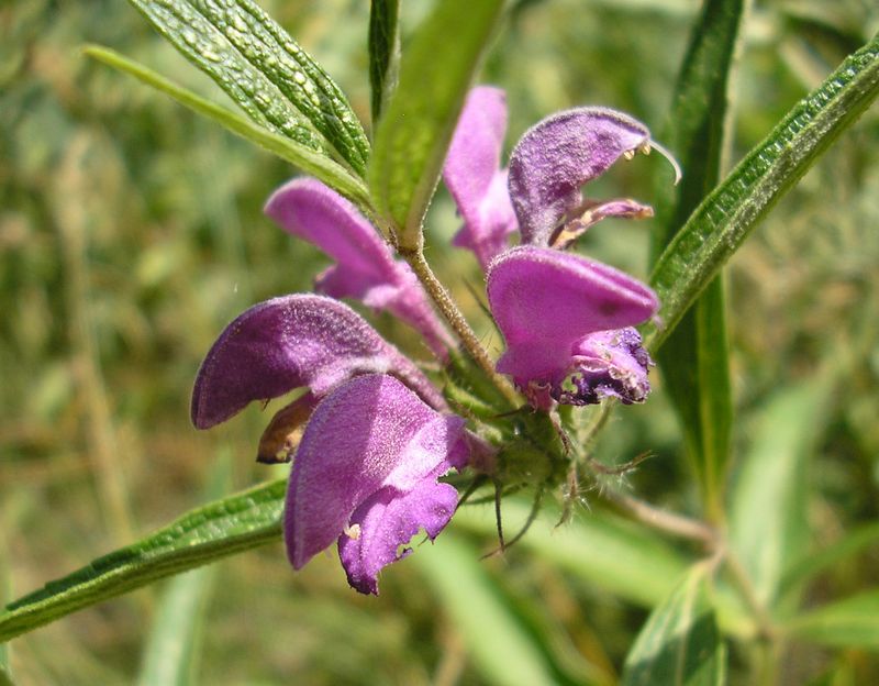 Image of Phlomis pungens specimen.