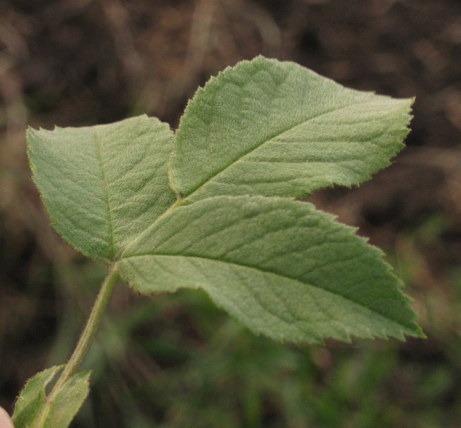 Image of genus Rosa specimen.