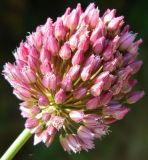 Allium rotundum. Соцветие. Крым, Керченский п-ов, Караларская степь. Июнь 2010 г.