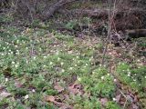 Anemone nemorosa