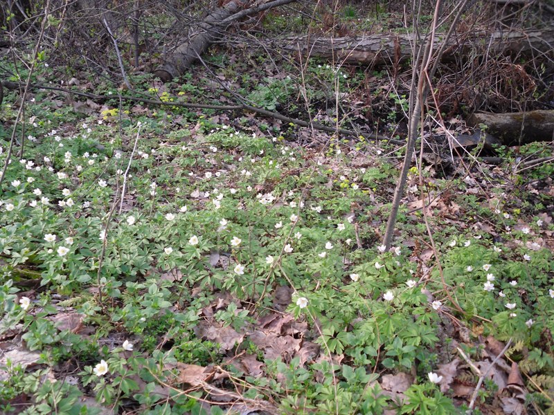 Изображение особи Anemone nemorosa.