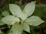 Euonymus sanguineus