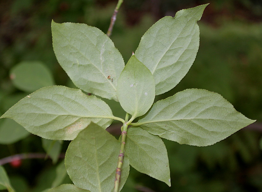 Image of Euonymus sanguineus specimen.