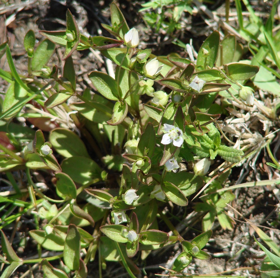 Изображение особи Anagallidium dichotomum.