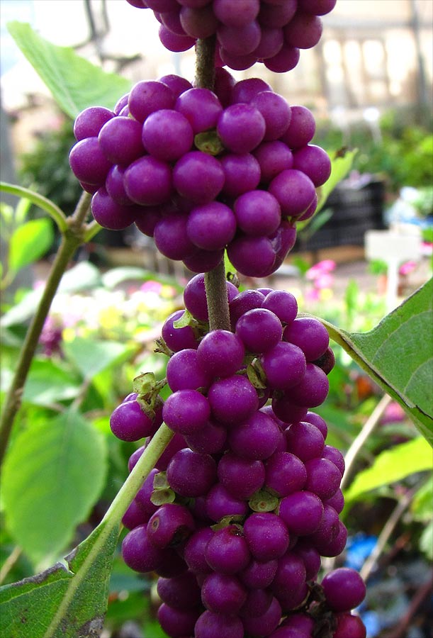 Image of Callicarpa americana specimen.