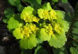 Chrysosplenium alternifolium