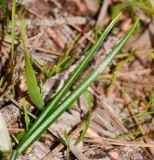 Crocus hyemalis