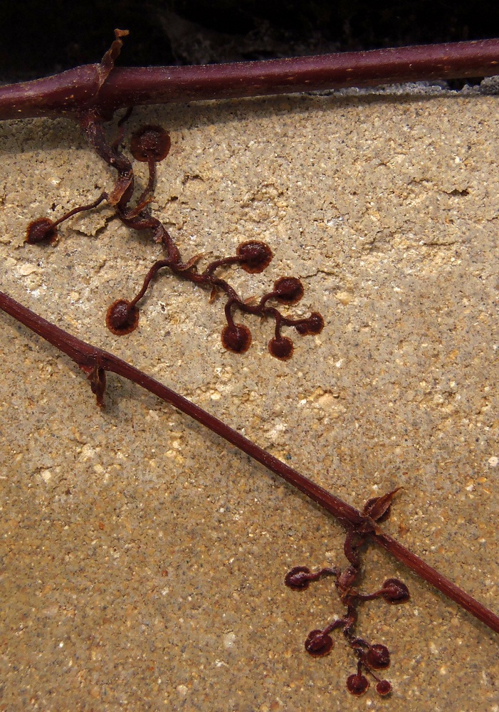 Image of Parthenocissus tricuspidata specimen.