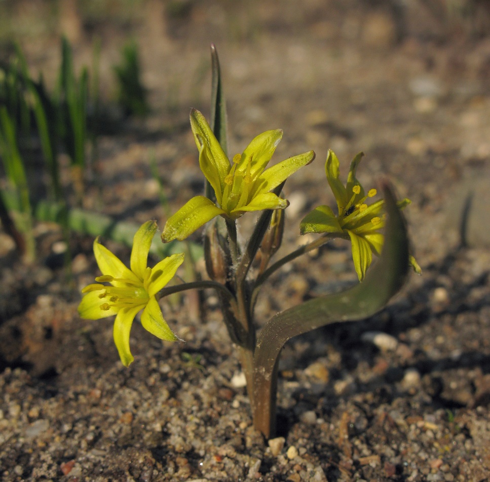 Image of Gagea turkestanica specimen.