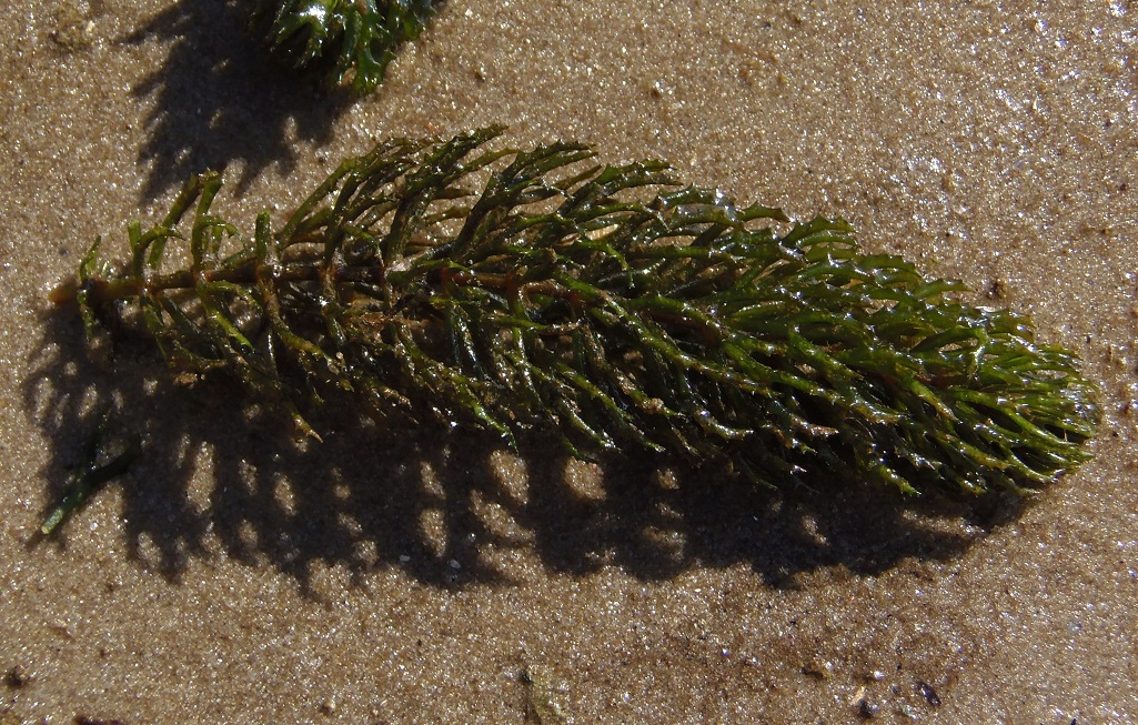 Изображение особи Ceratophyllum demersum.