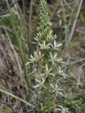 Image of taxon representative. Author is Роланд Цандекидис