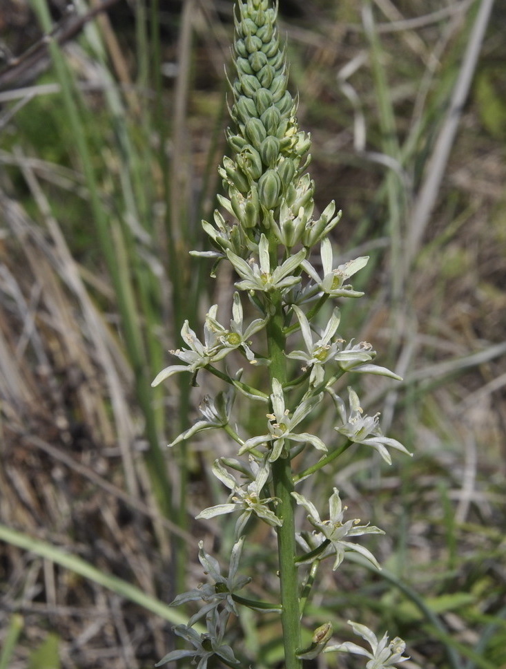Image of Ornithogalum sphaerocarpum specimen.