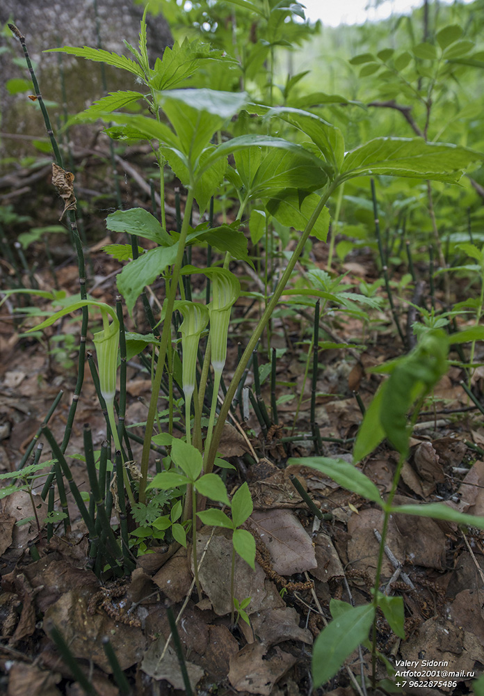 Изображение особи Arisaema amurense.