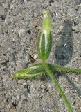 Cerastium semidecandrum