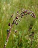 Verbascum phoeniceum. Верхушка растения с нераскрывшимися бутонами. Украина, г. Запорожье, западный берег о-ва Хортица. 26.04.2014.