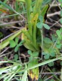 Ophrys umbilicata