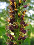 Amorpha fruticosa