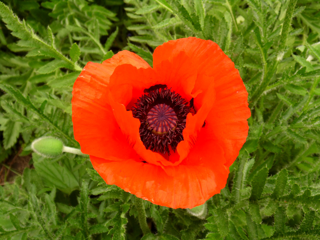Image of genus Papaver specimen.