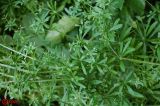 Galium aparine