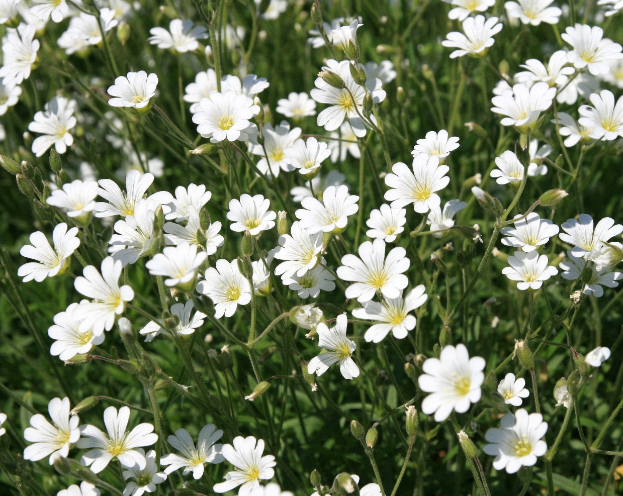 Image of Cerastium arvense specimen.