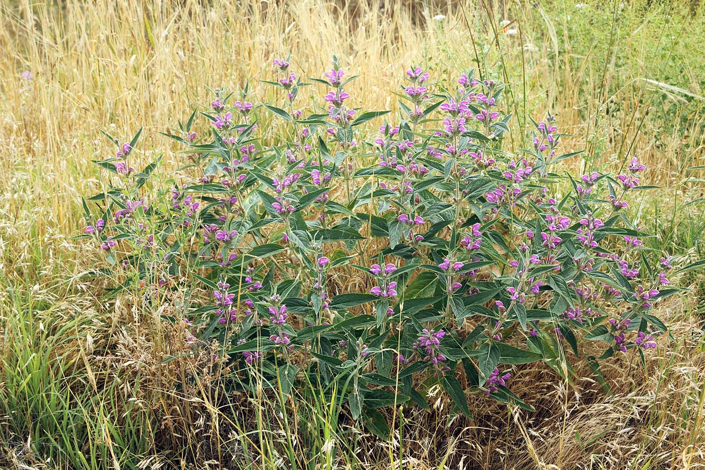 Image of Phlomis regelii specimen.