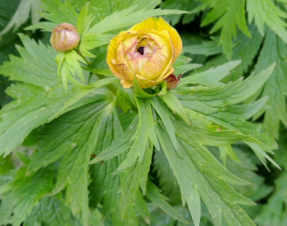 Изображение особи Trollius sachalinensis.